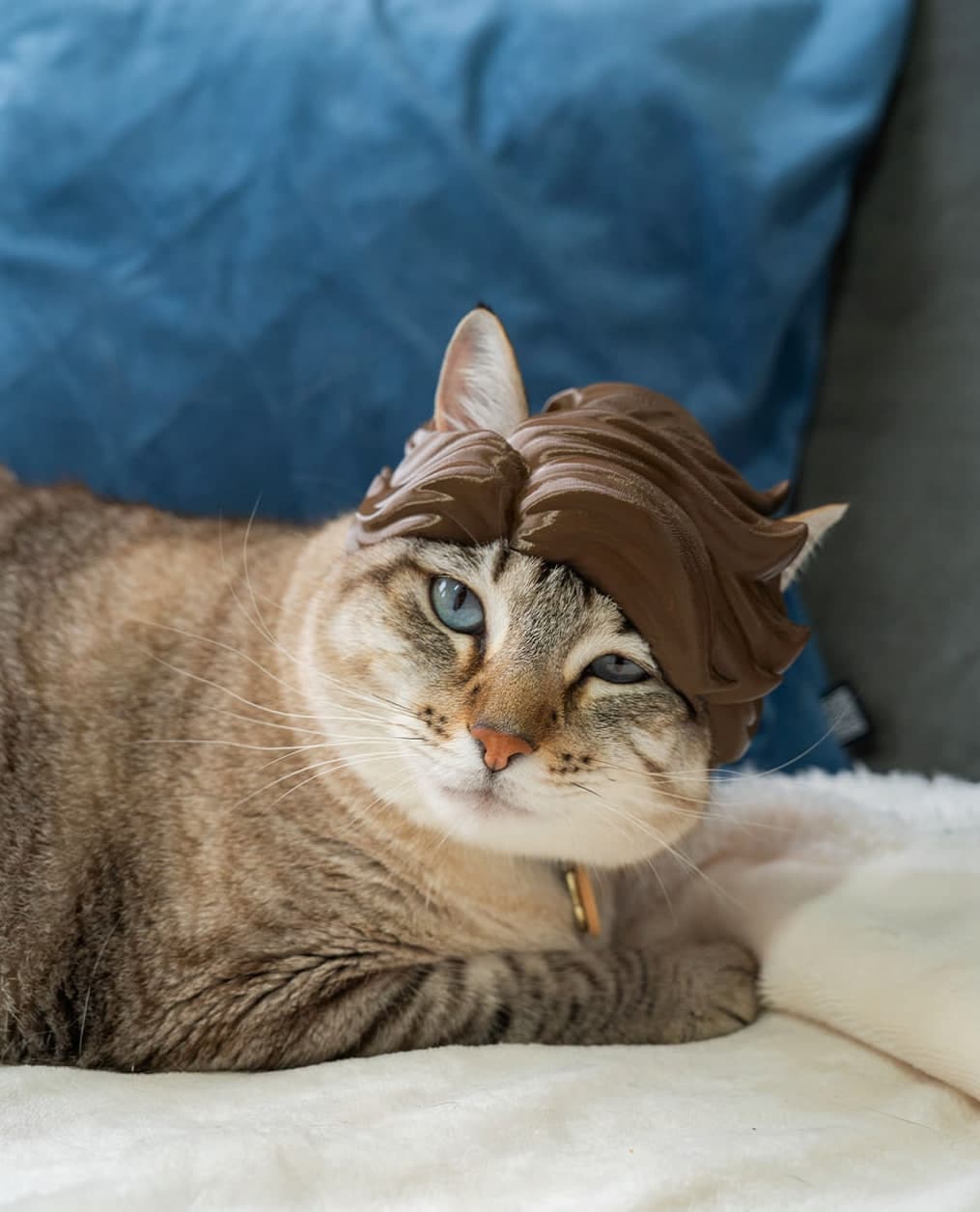 Penteado Glamoroso para Gato