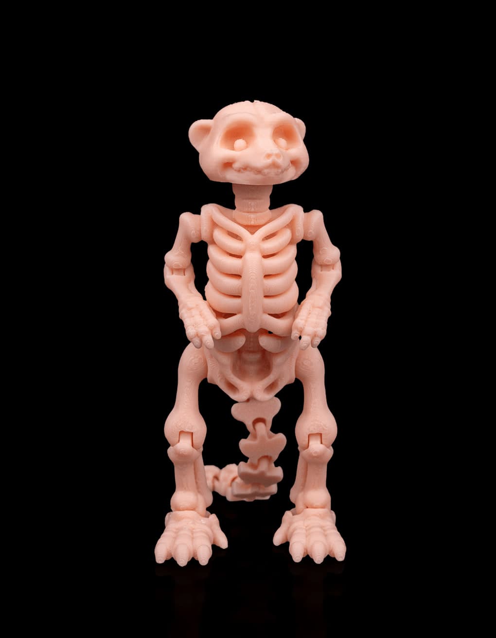 Suricata Esqueleto